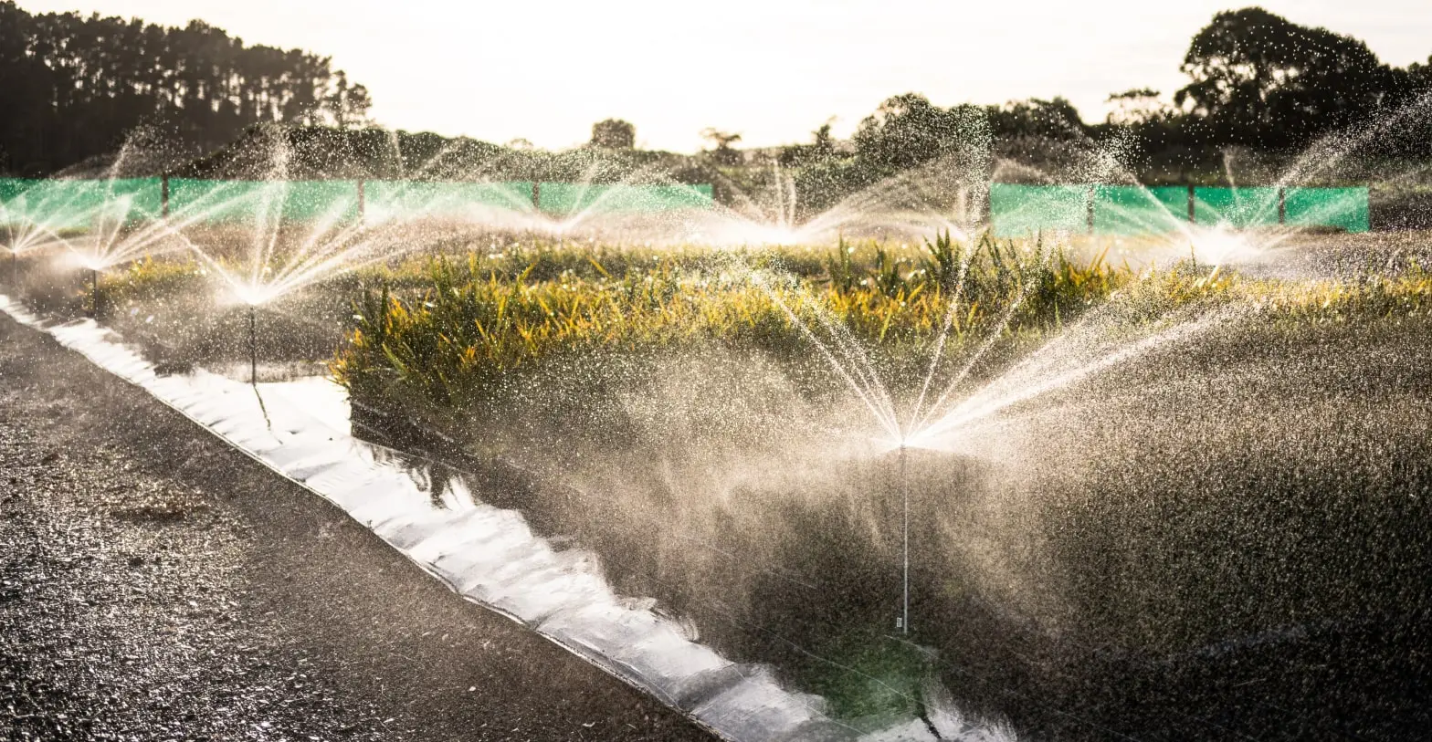 Sprinklers watering plants at GrowHQ